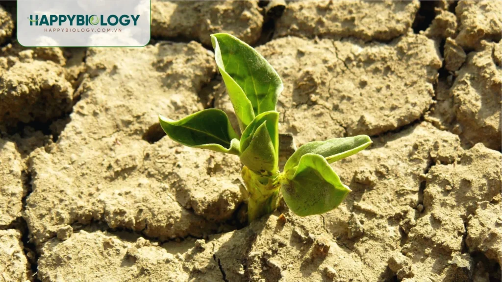 Đất bị chai cứng là gì?