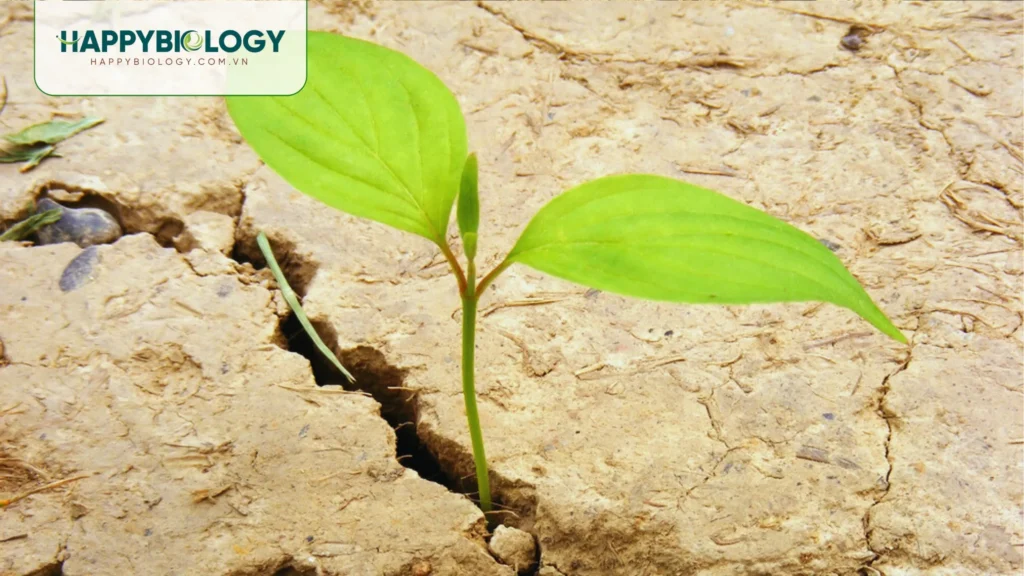 Tác hại của đất chai cứng đến cây trồng