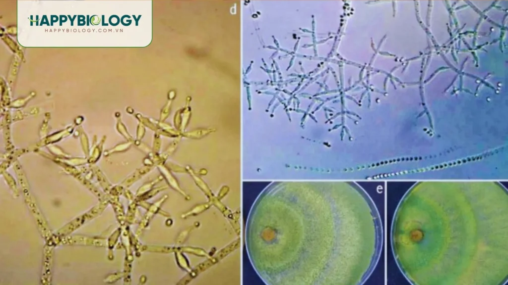 Lưu ý quan trọng khi sử dụng Trichoderma
