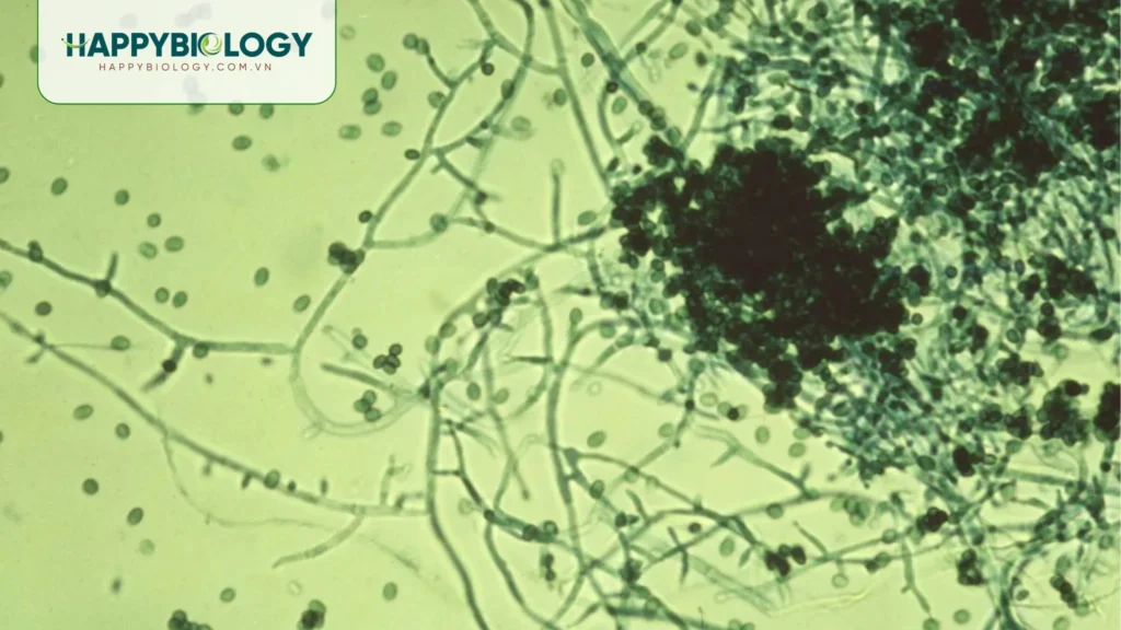 Trichoderma là gì? Vai trò trong cải tạo đất