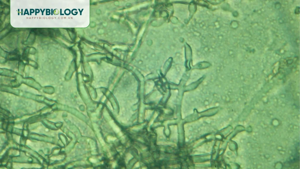 Cách sử dụng Trichoderma hiệu quả