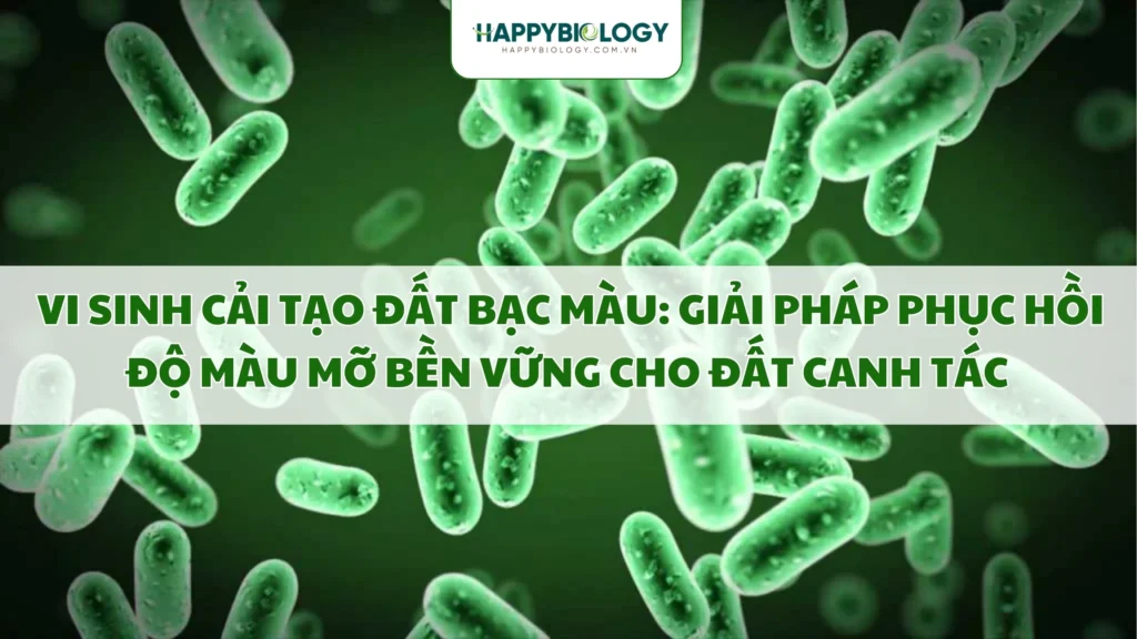 Vi Sinh Cải Tạo Đất Bạc Màu: Giải Pháp Phục Hồi Độ Màu Mỡ Bền Vững Cho Đất Canh Tác