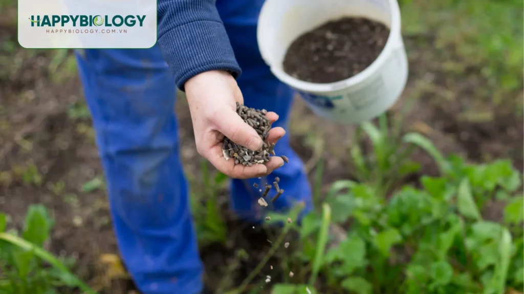 Vi sinh cải tạo đất bạc màu là gì?