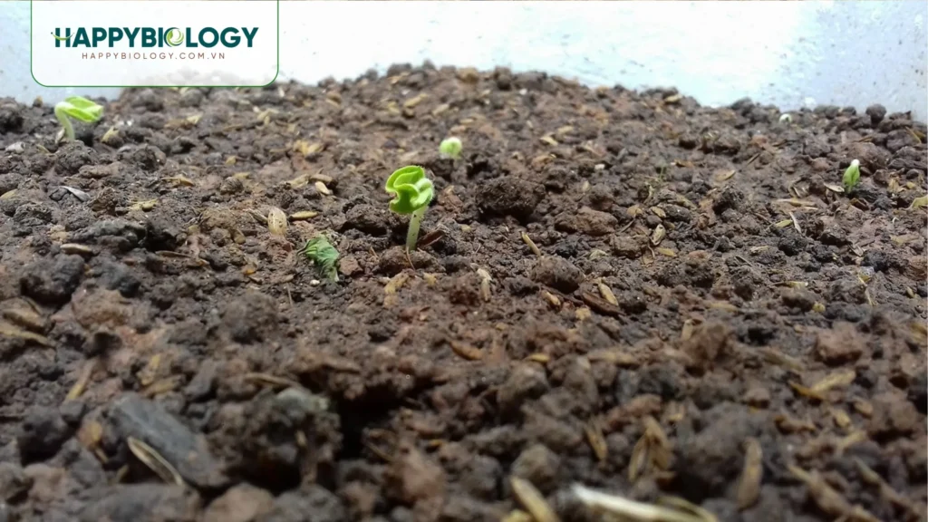 Cách sử dụng vi sinh cho từng mô hình canh tác