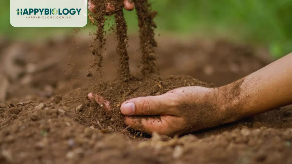 Đất nghèo dinh dưỡng là gì? Nguyên nhân và biểu hiện