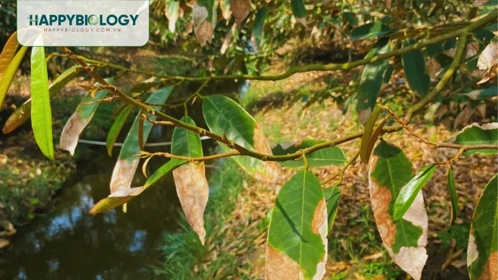 Bệnh cháy lá tổ kiến sầu riêng là gì?