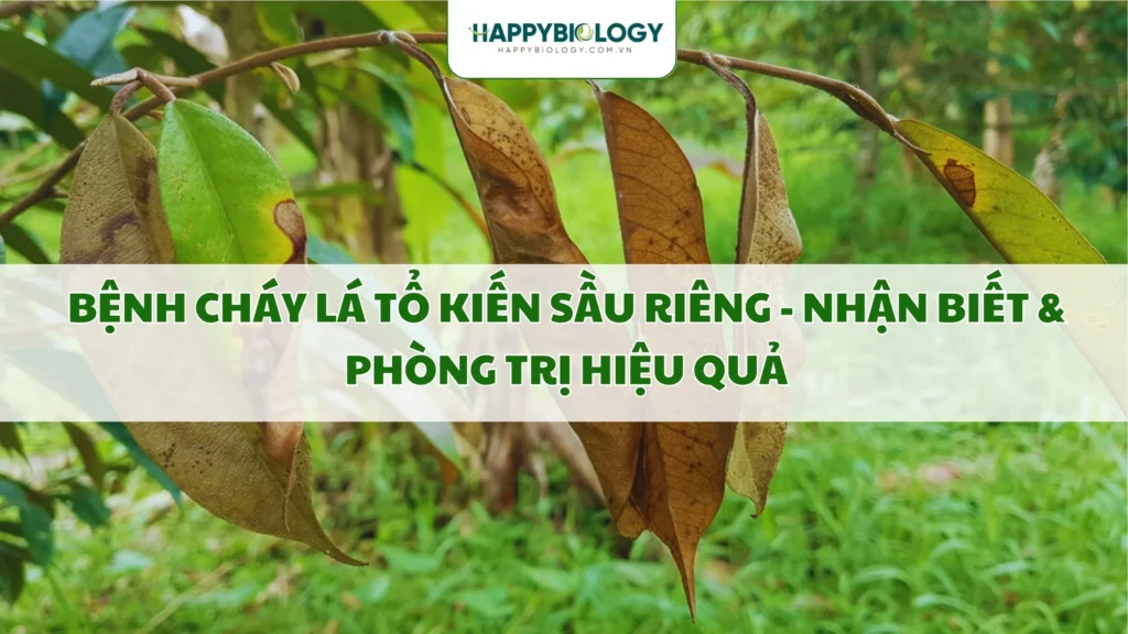 Bệnh cháy lá tổ kiến sầu riêng là gì?