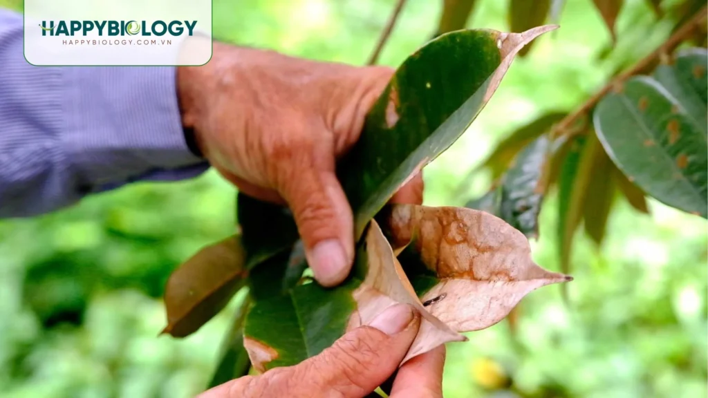 Triệu chứng nhận biết bệnh cháy lá tổ kiến như thế nào?