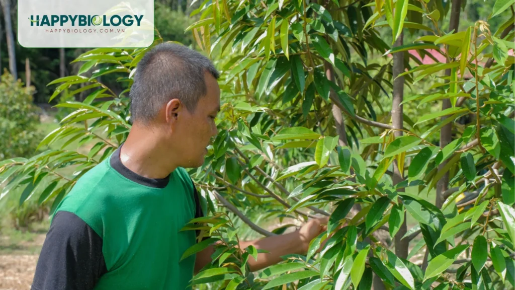 Có những phương pháp nào để phòng ngừa bệnh cháy lá tổ kiến?