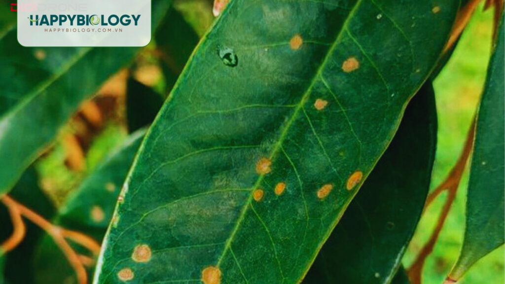 Bệnh đốm lá sầu riêng là gì?