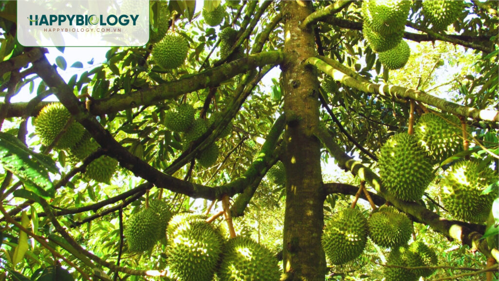 Nguyên nhân gây bệnh đốm lá trên cây sầu riêng là gì?