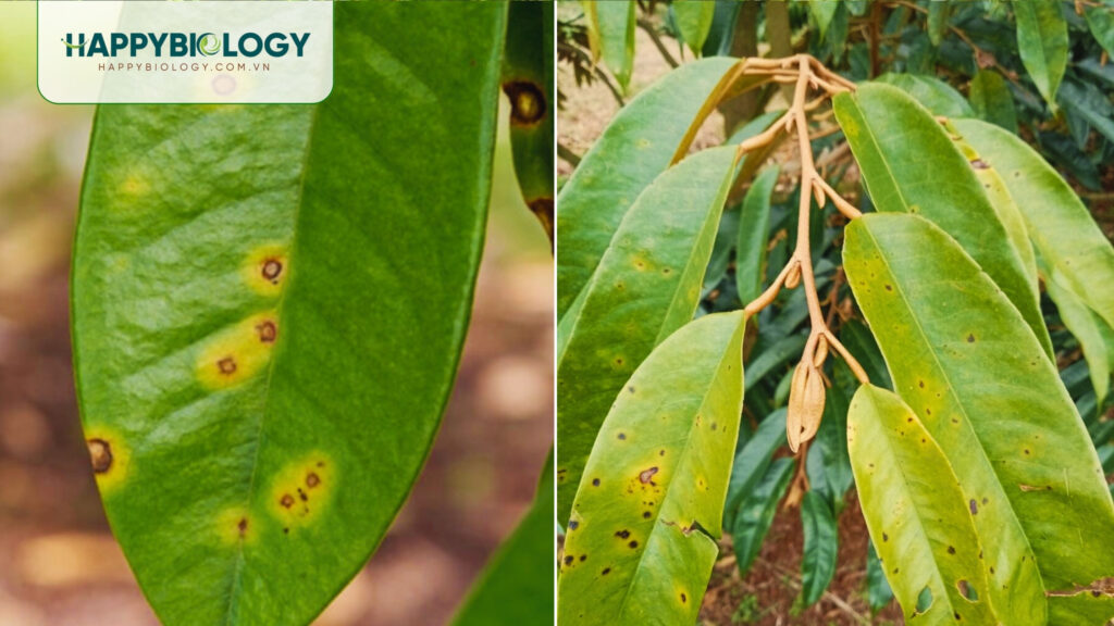 Giải pháp phòng ngừa bệnh đốm lá sầu riêng hiệu quả?