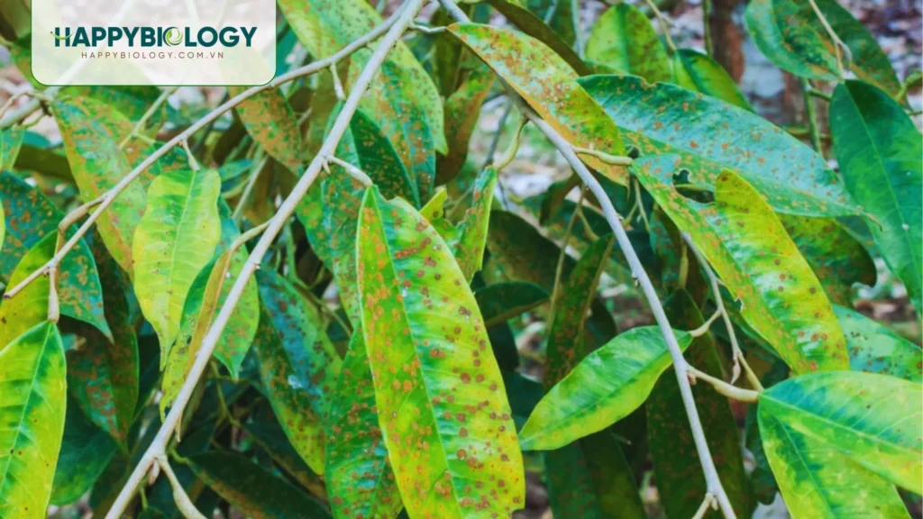 Bệnh đốm rong trên cây sầu riêng là gì?