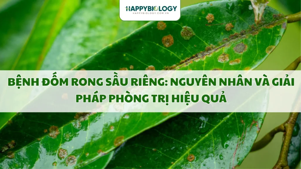 Bệnh đốm rong trên cây sầu riêng là gì?