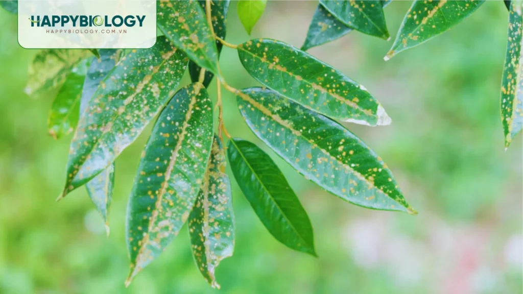 Làm sao để nhận biết bệnh đốm rong trên cây sầu riêng?