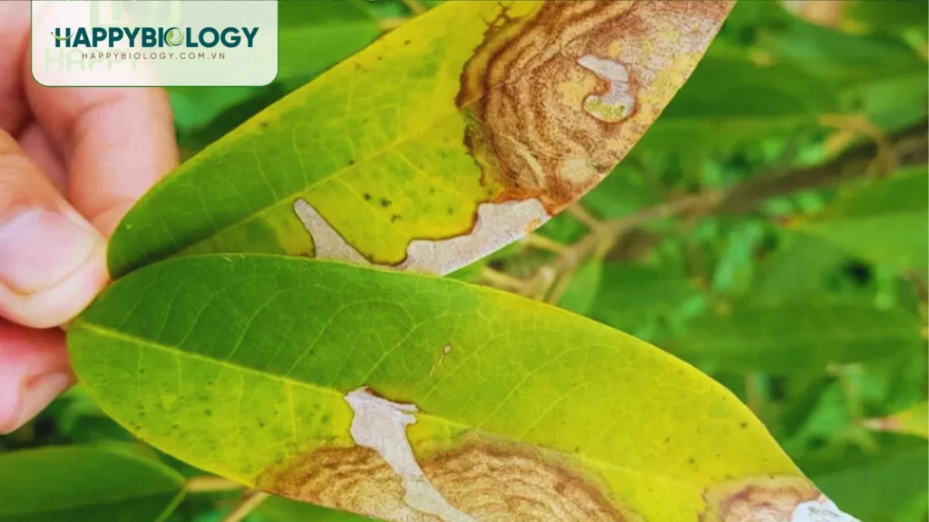 Bệnh thán thư sầu riêng là gì và có ảnh hưởng như thế nào?