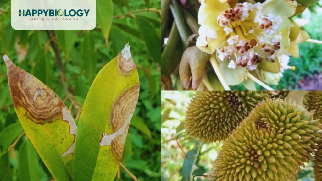Dấu hiệu nhận biết bệnh thán thư trên cây sầu riêng như thế nào?