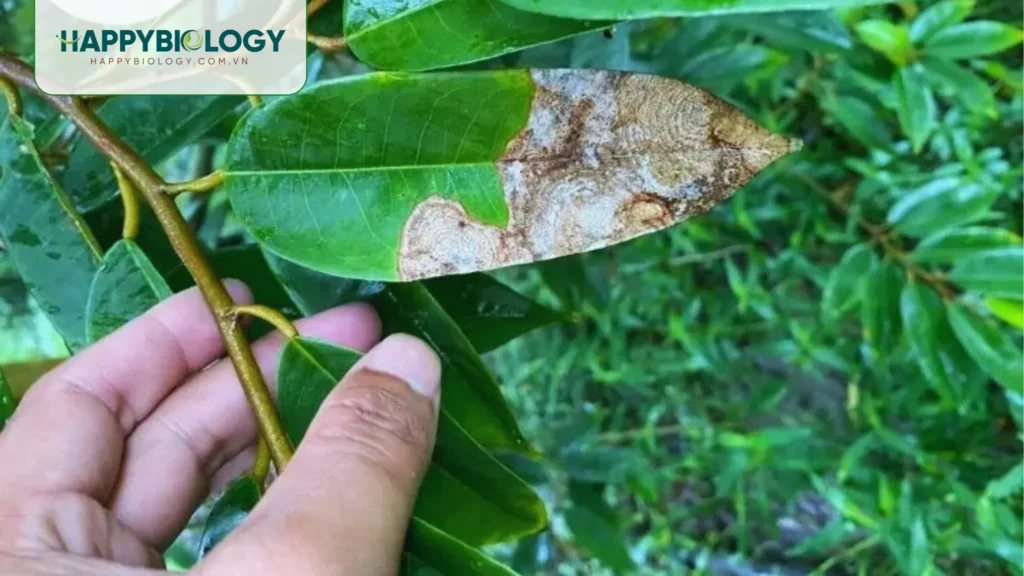 Dấu hiệu nhận biết bệnh thán thư trên cây sầu riêng như thế nào?