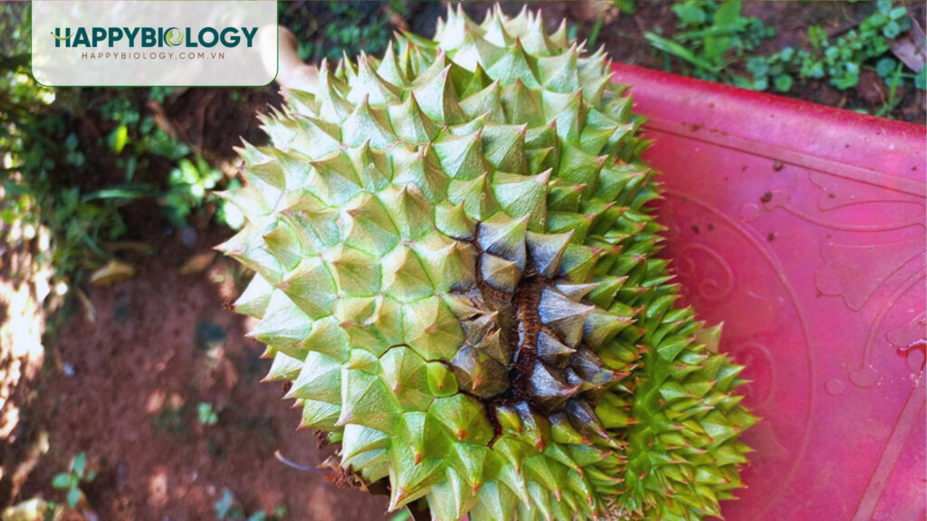 Bệnh thối trái sầu riêng gây ra tác động gì cho cây và nhà vườn?