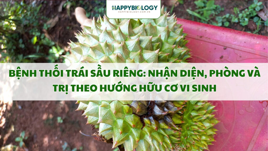 Bệnh thối trái sầu riêng là gì?