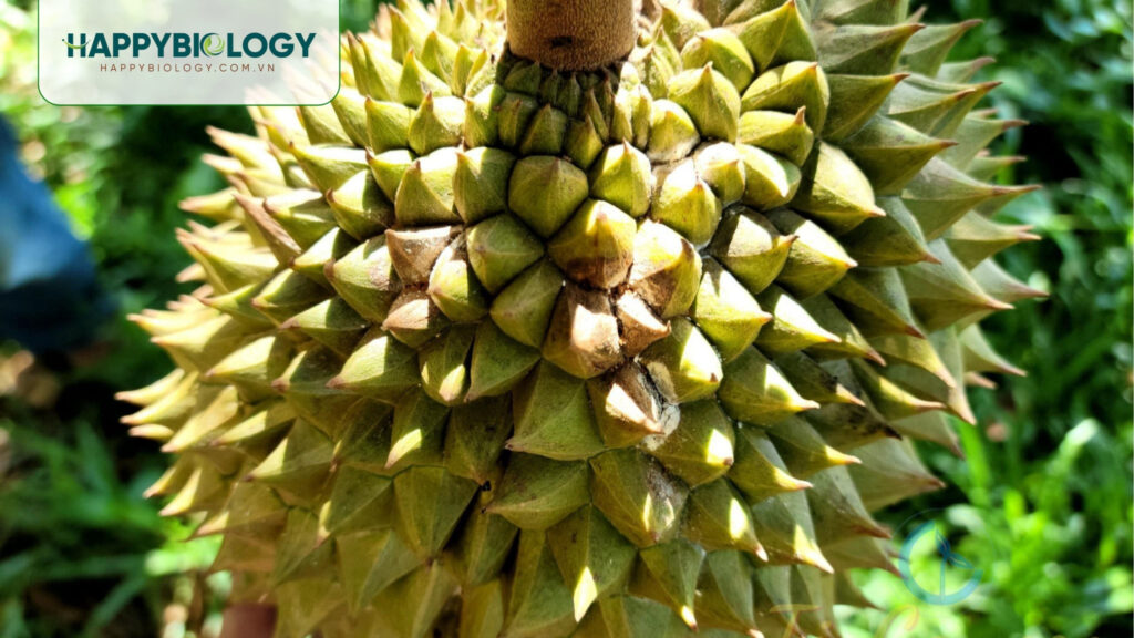 Lời khuyên dành cho nhà vườn trong quản lý bệnh thối trái sầu riêng theo hướng hữu cơ bền vững?