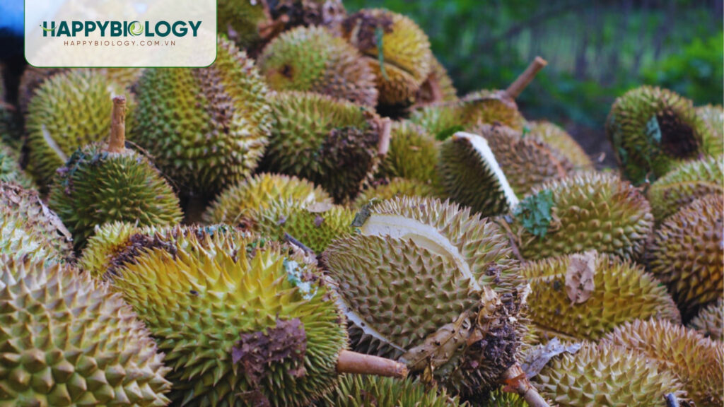 Nguyên nhân và điều kiện phát sinh bệnh thối trái sầu riêng là gì?