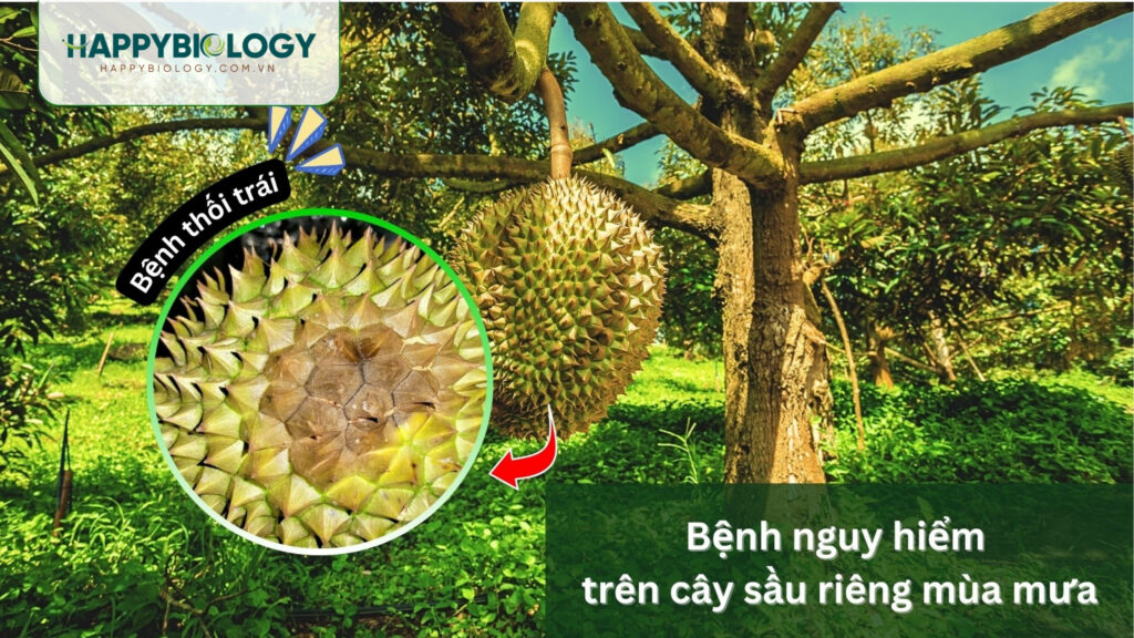 Bệnh thối trái sầu riêng là gì?